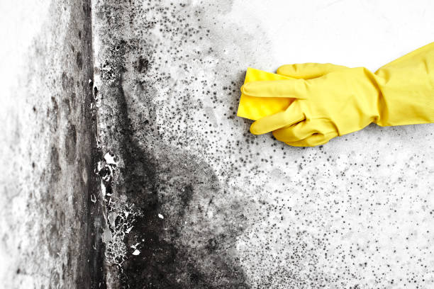 Best Forensic Mold Investigation  in Waverly, MI